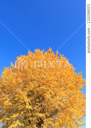Ginkgo with yellow leaves shining against the clear blue sky Ginkgo with yellow leaves shining against the clear blue sky 110298823