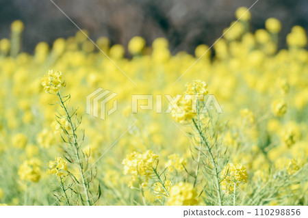 Yellow rape blossoms Yellow rape blossoms 110298856