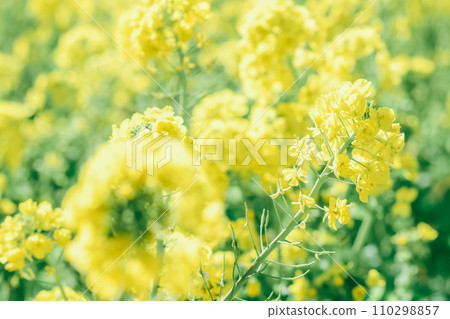黃色油菜花 黃色油菜花 110298857