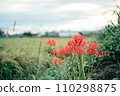 A cluster amaryllis that blooms on the bank 110298875
