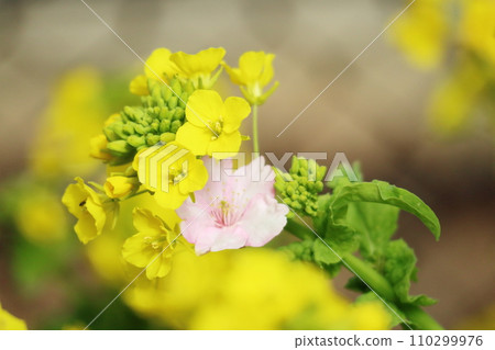 Rapeseed flowers and cherry blossoms herald the arrival of spring Rapeseed flowers and cherry blossoms herald the arrival of spring 110299976