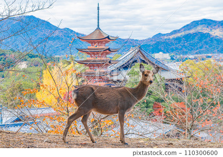 Sika deer in Itsukushima (Miyajima) Sika deer in Itsukushima (Miyajima) 110300600