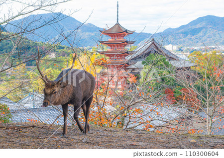 Sika deer in Itsukushima (Miyajima) 110300604