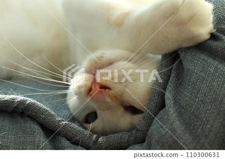 A sleepy cat A sleepy cat 110300631