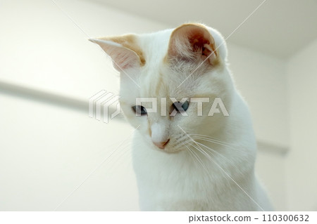 Lazy Siamese mix cat Lazy Siamese mix cat 110300632