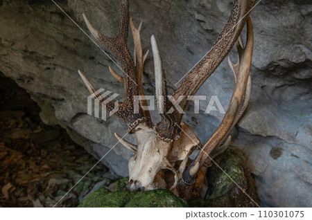 Skulls of deer and boars dedicated to Shiroka Gongen Skulls of deer and boars dedicated to Shiroka Gongen 110301075