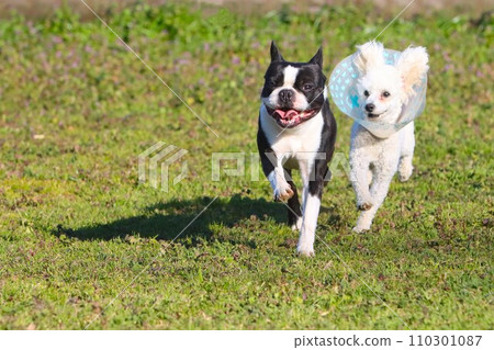 Mighty, a Boston terrier, and Bailey, a toy poodle, have fun competing at a dog run in Hidaka City, Saitama Prefecture ♡ 110301087