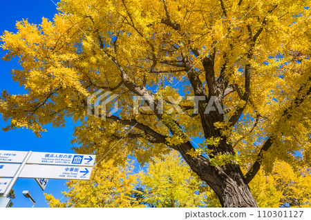 Yokohama, Yamashita Park, Minato Mirai, ginkgo, autumn leaves Yokohama, Yamashita Park, Minato Mirai, ginkgo, autumn leaves 110301127