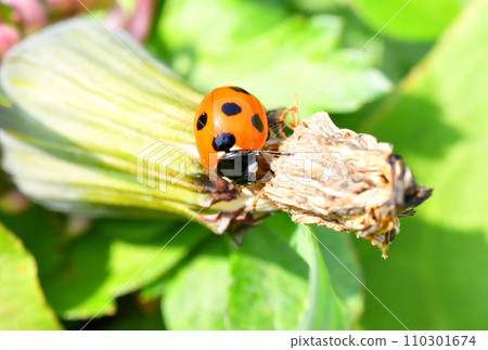 瓢蟲，瓢蟲 110301674