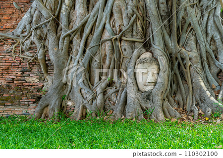 Buddha Head statue with trapped in Bodhi Tree roots at Wat Mahathat Buddha Head statue with trapped in Bodhi Tree roots at Wat Mahathat 110302100