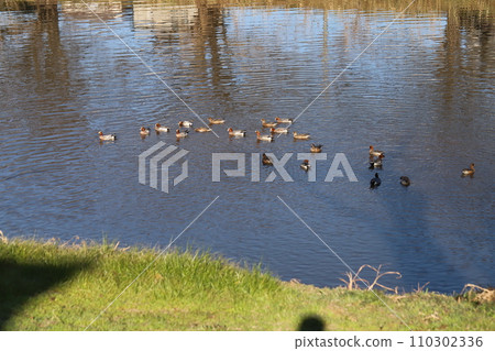 A flock of wigeons swimming in a winter river in Japan A flock of wigeons swimming in a winter river in Japan 110302336