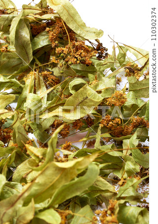 Dried linden leaves and flowers close-up 110302374