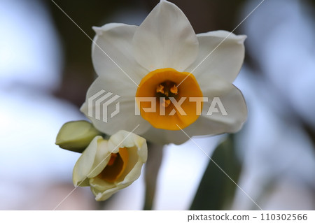 White daffodil flowers blooming in the winter garden 110302566