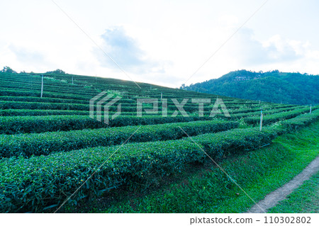 tea plantation and green tea plantation tea plantation and green tea plantation 110302802