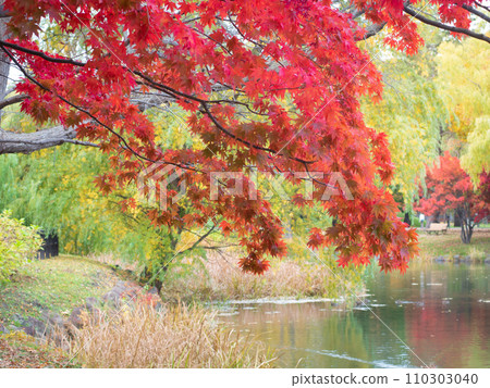 Maple leaves are turning bright red in garden. Nakajima park, Sapporo, Hokkaido, Japan. 110303040