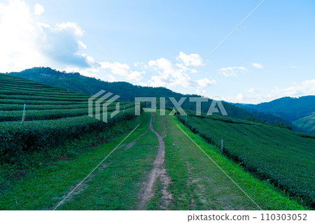tea plantation and green tea plantation tea plantation and green tea plantation 110303052