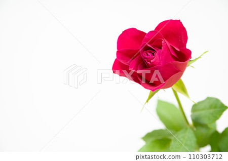 一朵紅玫瑰 110303712