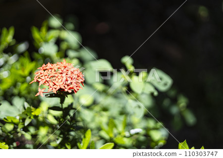 Beautiful red spike flower. Red Rubiaceae Flower In The Garden. Beautiful red spike flower. Red Rubiaceae Flower In The Garden. 110303747