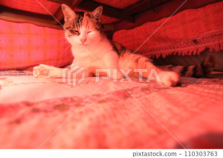 Cat in the kotatsu Cat in the kotatsu 110303763