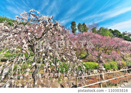 早春，從東京大田區池上梅園的主要街道看到梅花和雲彩 110303816