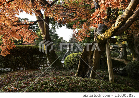 Early winter at Kenrokuen with beautiful autumn leaves Early winter at Kenrokuen with beautiful autumn leaves 110303853