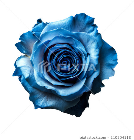 Blue Rose on isolated background 110304118