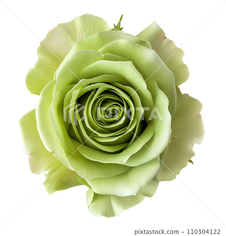 Green Rose on isolated background 110304122