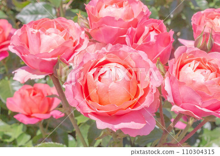 Rose [Variety: Hopes and Dreams] 110304315