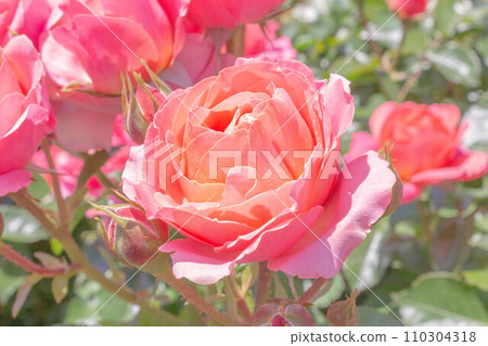 玫瑰【品種:希望與夢想】 玫瑰【品種:希望與夢想】 110304318