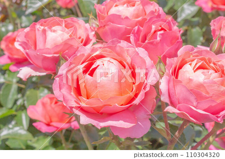 玫瑰【品種:希望與夢想】 玫瑰【品種:希望與夢想】 110304320