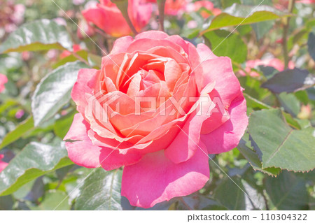 玫瑰【品種:希望與夢想】 玫瑰【品種:希望與夢想】 110304322