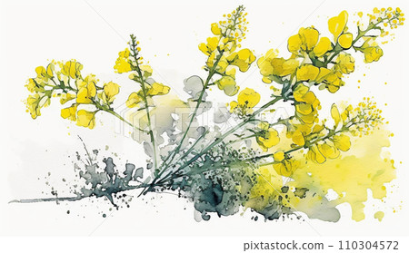 Watercolor painting of rape blossoms (oil rape) 110304572