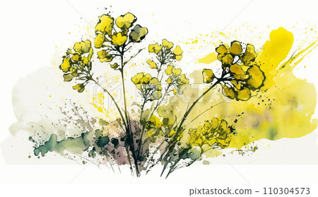 Watercolor painting of rape blossoms (oil rape) 110304573