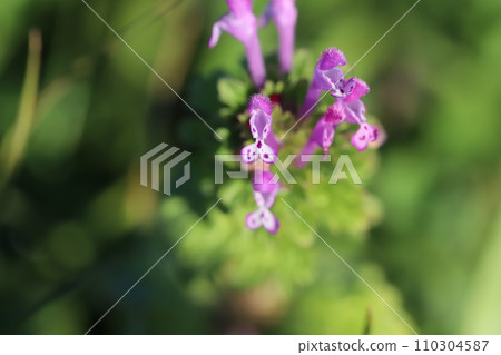 Pink hotokenoza flowers blooming in the winter field 110304587