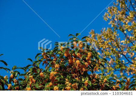 金木犀 金木犀 110304681