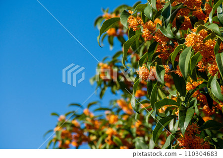 金木犀 金木犀 110304683