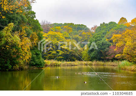 用秋葉和水鳥著色的池塘風景 用秋葉和水鳥著色的池塘風景 110304685