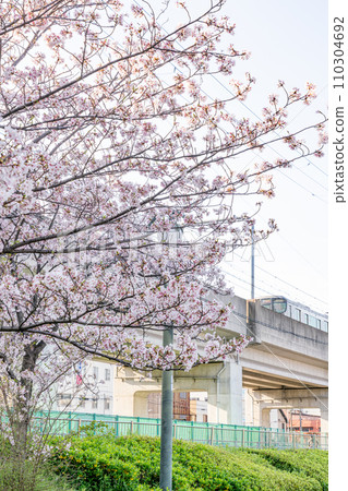 桃池公園的櫻花和火車 110304692