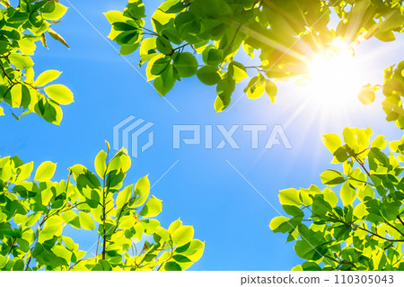AI 生成的圖像：陽光透過天空的新鮮綠色植物抬頭仰望 110305043