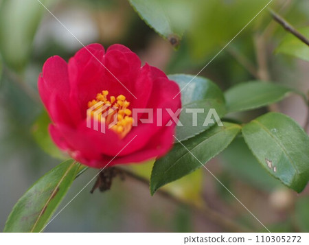 Red petals of a single Kantsubaki (cold camellia in the shade) Red petals of a single Kantsubaki (cold camellia in the shade) 110305272