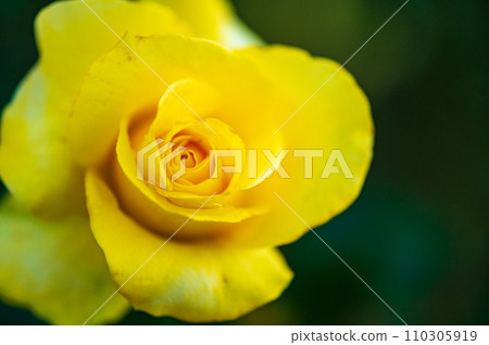 yellow rose yellow rose 110305919
