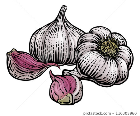 Garlic Vegetable Vintage Woodcut Illustration Garlic Vegetable Vintage Woodcut Illustration 110305960