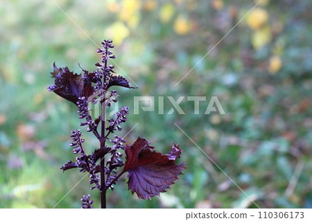 Herbal garden with purple Perilla frutescens var. crispa Herbal garden with purple Perilla frutescens var. crispa 110306173