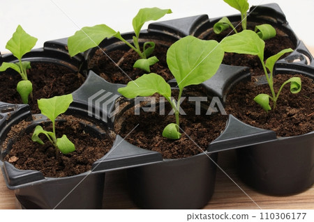 Eggplant seedlings  in reusable plastic tray on  wooden table 110306177