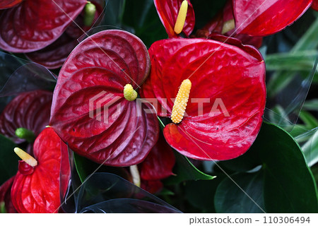 Red anthurium flowers, close up. Red tailflower, flamingo flower, laceleaf in flower shop, banner tropical background Red anthurium flowers, close up. Red tailflower, flamingo flower, laceleaf in flower shop, banner tropical background 110306494