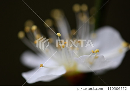 White plum blossoms close-up White plum blossoms close-up 110306552
