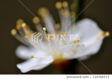 White plum blossoms close-up White plum blossoms close-up 110306553