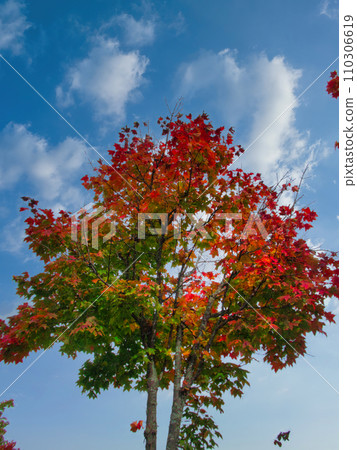 Autumn leaves Autumn leaves 110306619