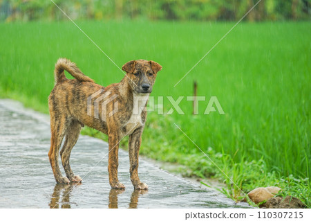 Mai Chau stray dog 110307215
