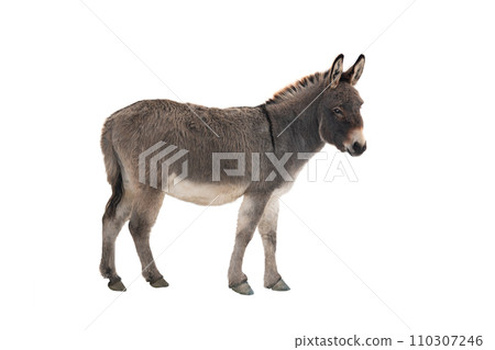 Somali donkey in winter wool isolated on white background Somali donkey in winter wool isolated on white background 110307246